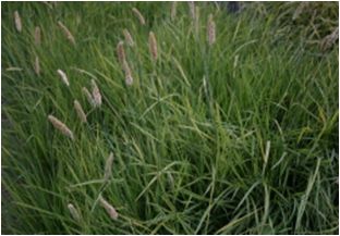 무늬여우꼬리그라스(사초과)